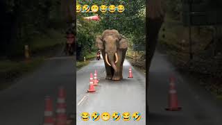 Dhool movie 🍿 🎥 vivek comedy tamil funny comedy motivation 🤣😂🤣😂😂🐘🐘🐘🐘🐘🐘🐘🛣️🛣️🛣️ [upl. by Georgena]