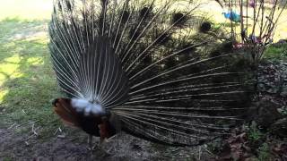 Peacock and Peahen mating rituals [upl. by Ahsenak]