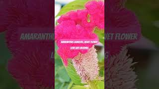 Amaranthus CaudatusVelvet floweramaranthus flowers velvet decorative beautiful nature [upl. by Yelhsa]