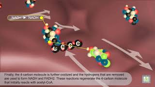 Krebs Cycle  animated [upl. by Ylnevaeh307]