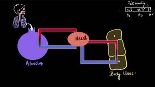 Partial pressure and exchange of gases  Breathing and exchange of gases  Biology  Khan Academy [upl. by Agnesse129]