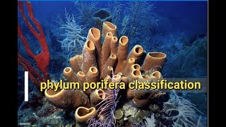 Phylum Porifera Classification  Sponges [upl. by Millisent]