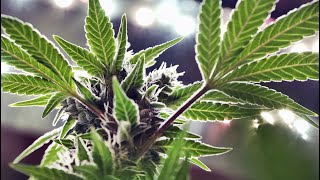 MARIJUANA IN MISSOURI Legal implications of recreational marijuana ballot amendment [upl. by Ardnaid]