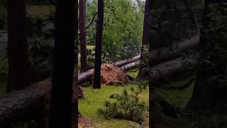 Tornado Pine trees down in Valdosta 🌪️😢 [upl. by Nilo]