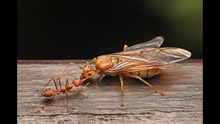 Weaver Ant Queen [upl. by Akerley850]