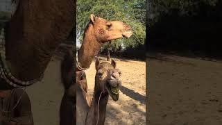 shortsviral shorts camels 🐪 [upl. by Caspar]