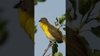 Yellowbreasted chat Icteria virens [upl. by Adlanor535]