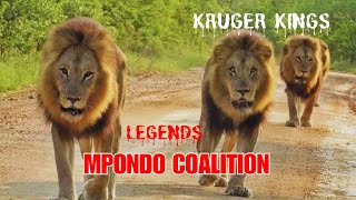 La Coalición MPONDO  Leyendas del Kruger Mpondo Coalition lion animals nature [upl. by Creighton]