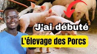 Comment Débuter lÉlevage des Porcs Facilement [upl. by O'Reilly]