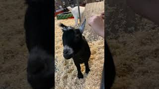 Cute Goat Comes Over To Say Hello  Tanaka Farms Irvine CA [upl. by Nofets938]