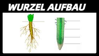 WURZEL  Aufbau Arten Zonen [upl. by Rico]