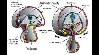 EMBRYOLOGY IX Folding of the Embryonic Disc and Related Disease [upl. by Odnalro]