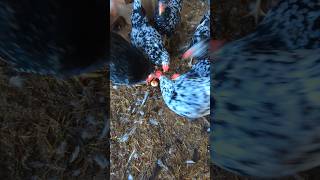 Is My Rooster A Chicken Egg Cannibal rooster [upl. by Philis564]