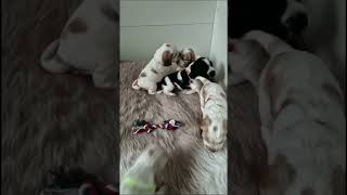 Watch These British Cocker Spaniel Puppies Grow 4 Weeks Old and Full of Life [upl. by Daffodil]