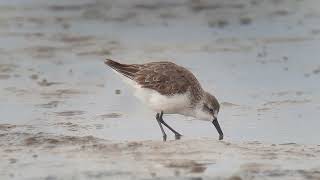 Alaskastrandloper  Western Sandpiper  Holwerd  16082024 [upl. by Leone]