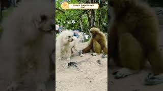 Gibbon Monkey Sounds 🐒  Gibbon Monkey Gibbon Monkey Funny Gibbon Monkey Screamingshorts tiktok [upl. by Yasmar]