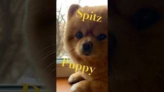 Spitz Puppy Cute [upl. by Aili]