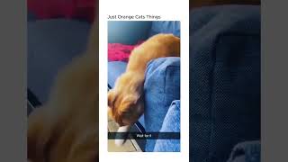 Just Orange Cats Things cats catvideos funnycats shortsvideo [upl. by Andres]