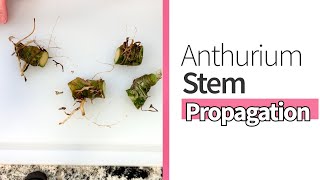 How to Stem Propagate an Anthurium [upl. by Aeynod]