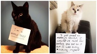 The Best of Cat Shaming [upl. by Proffitt840]