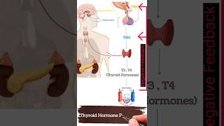 Thyroid Hormone Physiology in 1 Minute [upl. by Merilyn]