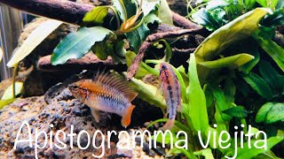 Apistogramma viejita im Zuchtaquarium Apistogramma [upl. by Adnilemreh]