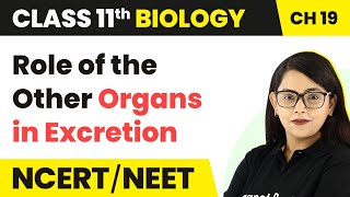 Role of the Other Organs in Excretion  Class 11 Biology Ch 19 NCERTNEET [upl. by Eynahpets813]