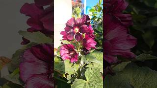 Hollyhock flower plant [upl. by Dennard]