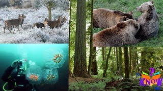 Different Animal Habitats where animals live  HD footage for Kids [upl. by Franklin]