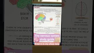 ATI TEAS 7 study guide The Nervous System [upl. by Haddad22]