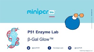 P51™ Enzyme Lab βGal Glow™ from miniPCR bio [upl. by Rossie]