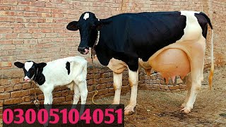 top class Frzian Cholistani cross cow 03005104051 YouTube 24102024 [upl. by Akinat]