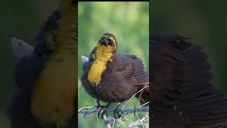 WEIRD and GOOFY call of the Yellow headed Blackbird birds weirdbirdcalls yellowheadedblackbird [upl. by Fillian191]