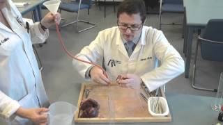 Heart dissection video demonstration [upl. by Ayatnohs]