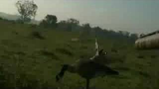 The Closest Goose Kill EVER 4 ft w BARREL CAM [upl. by Llevad]