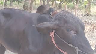 Cow Natural Mating To Village [upl. by Caine]