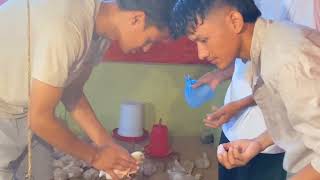 Vaccination Day 14 Infectious Bursal Disease IBDGumboro  SOA Tikapur [upl. by Atiniv217]