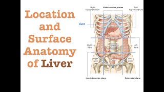 Location and Surface Anatomy of Liver [upl. by Yud]