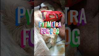 কুকুরের pyometra হলে কি সমস্যা হয় 🐕🐕 কুকুরেরওয়াই ডিসচার্জ কেন হয় pyometra [upl. by Erdnuaed145]