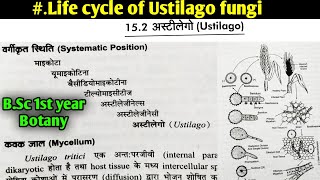 Life cycle of Ustilago fungi  BSc first year botany 1st semester Microbiology and plant pathology [upl. by Hakan]