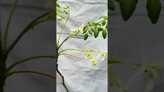 Drumstick Tree or Moringa PLANT in Sydney [upl. by Atinreb]