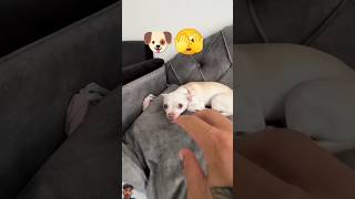 Dog 🐶🐕 ataq dog funny puppy shortfeed shortviral chihuahua pets shortviral [upl. by Ahsenyl]