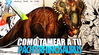 COMO TAMEAR A TU PACHYRHINOSAURUS  Guia Español  Ark Survival Evolved [upl. by Ytsud]