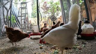 Backyard Chickens Eating Food Scraps Sounds Noises Hens Clucking Roosters Crowing [upl. by Ayahs]