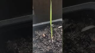 Yucca rostrata seedling 1 month beaked yucca yucca yuccaplantas seeds [upl. by Ephrem]