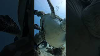 This boy removed the thorn from the turtles back shortsvideo [upl. by Allin]