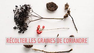 Récolter les graines de coriandre [upl. by Sitoeht]