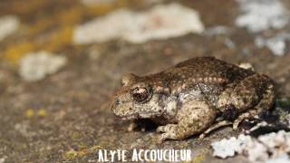 Faire la différence entre lalyte accoucheur et le hibou petit duc [upl. by Baryram]