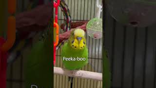 Cute Birb Says PeekaBooBoo  Boba the Budgie  Talking Parakeet [upl. by Lahcym]