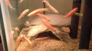 Spiny Softshell Turtle Sandy Fishing [upl. by Acsot]